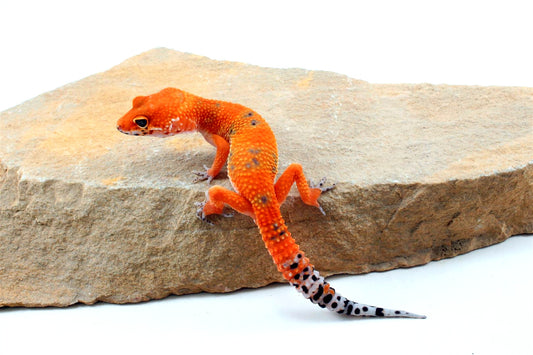 Blood Emerine Leopard Gecko All Reptiles