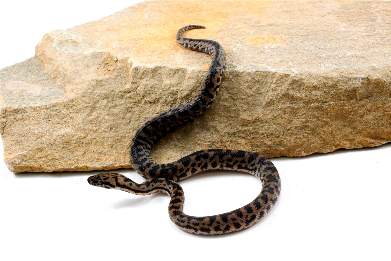 CB Spotted Python All Reptiles