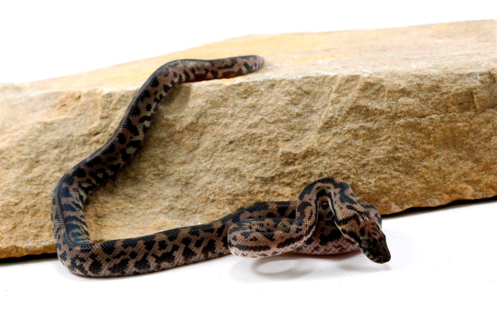 CB Spotted Python All Reptiles