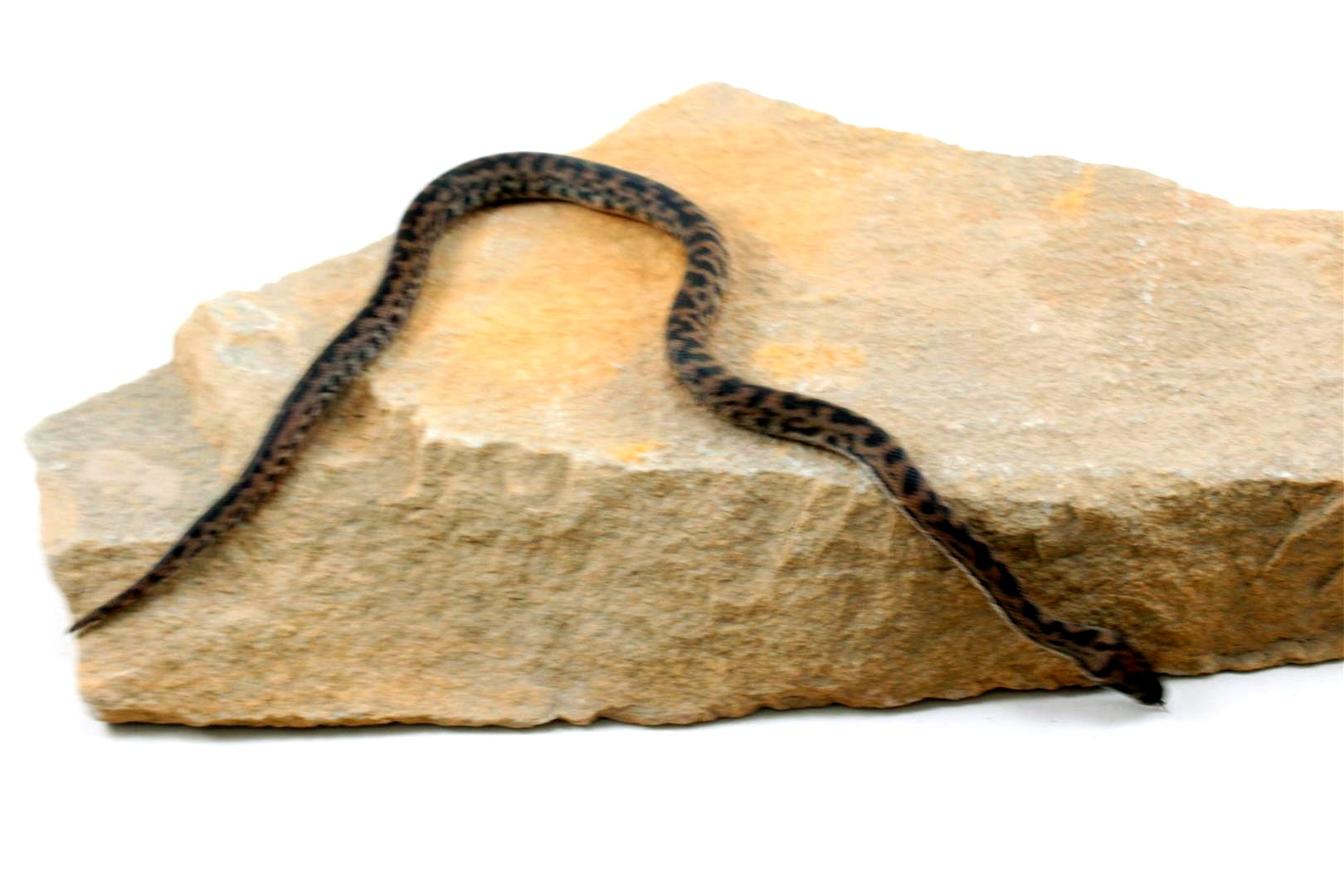 CB Spotted Python All Reptiles