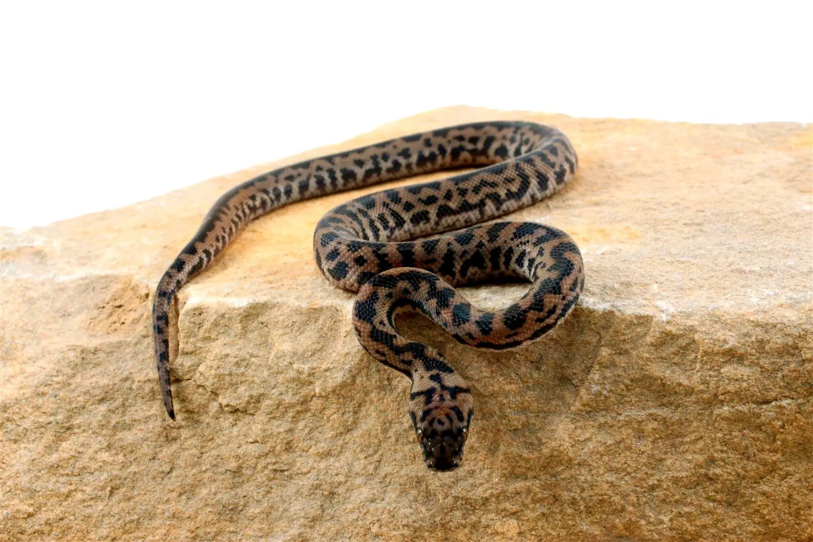 Peninsula Spotted Python Spotted Python - All Reptiles