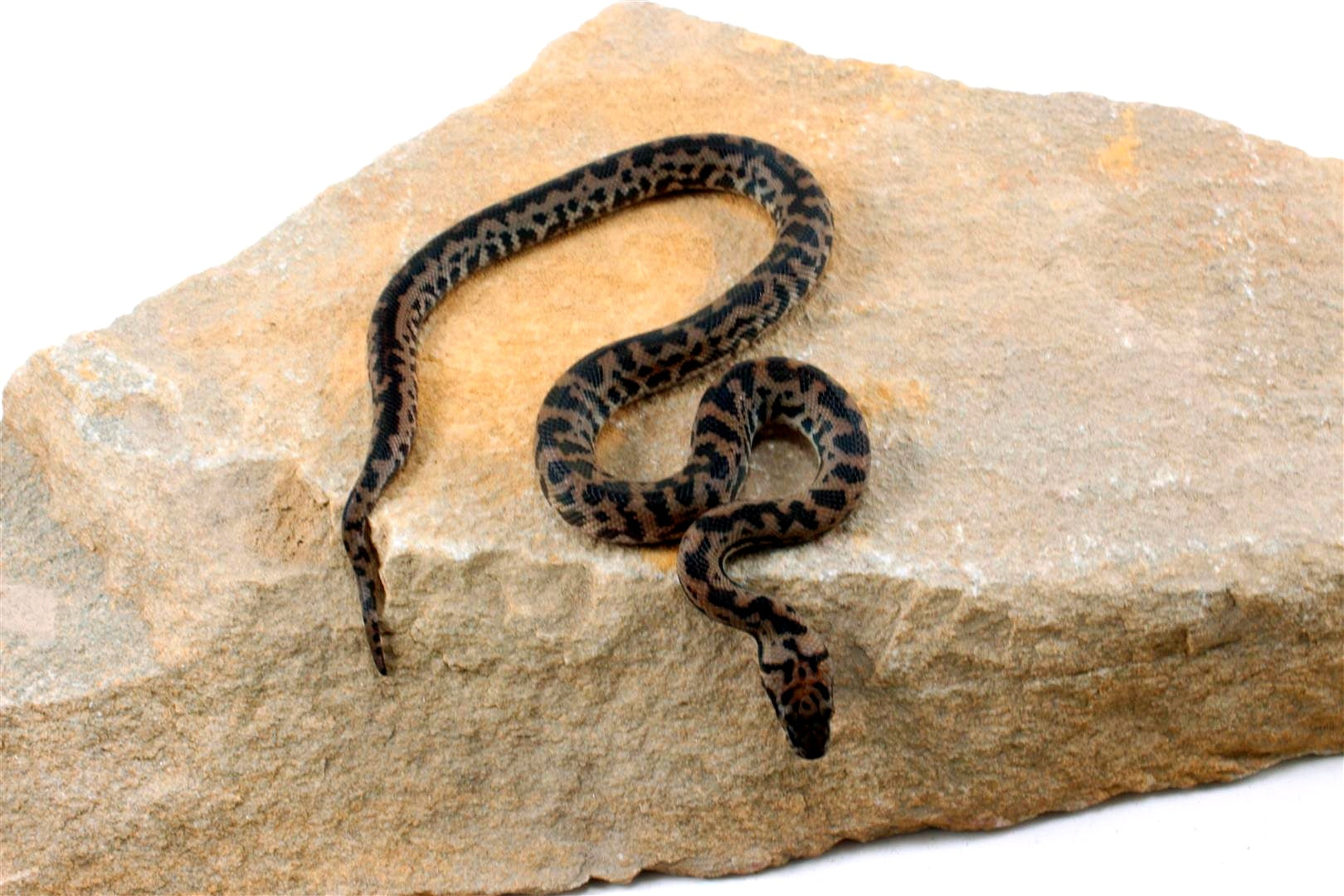CB Spotted Python All Reptiles