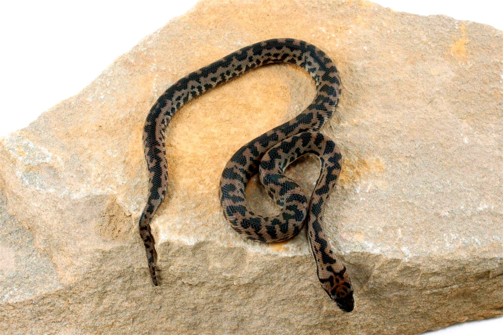 CB Spotted Python All Reptiles