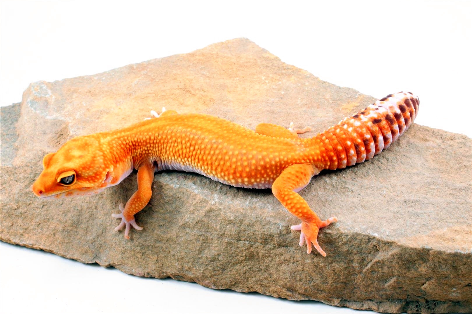 Red Diamond Striped Leopard Gecko All Reptiles