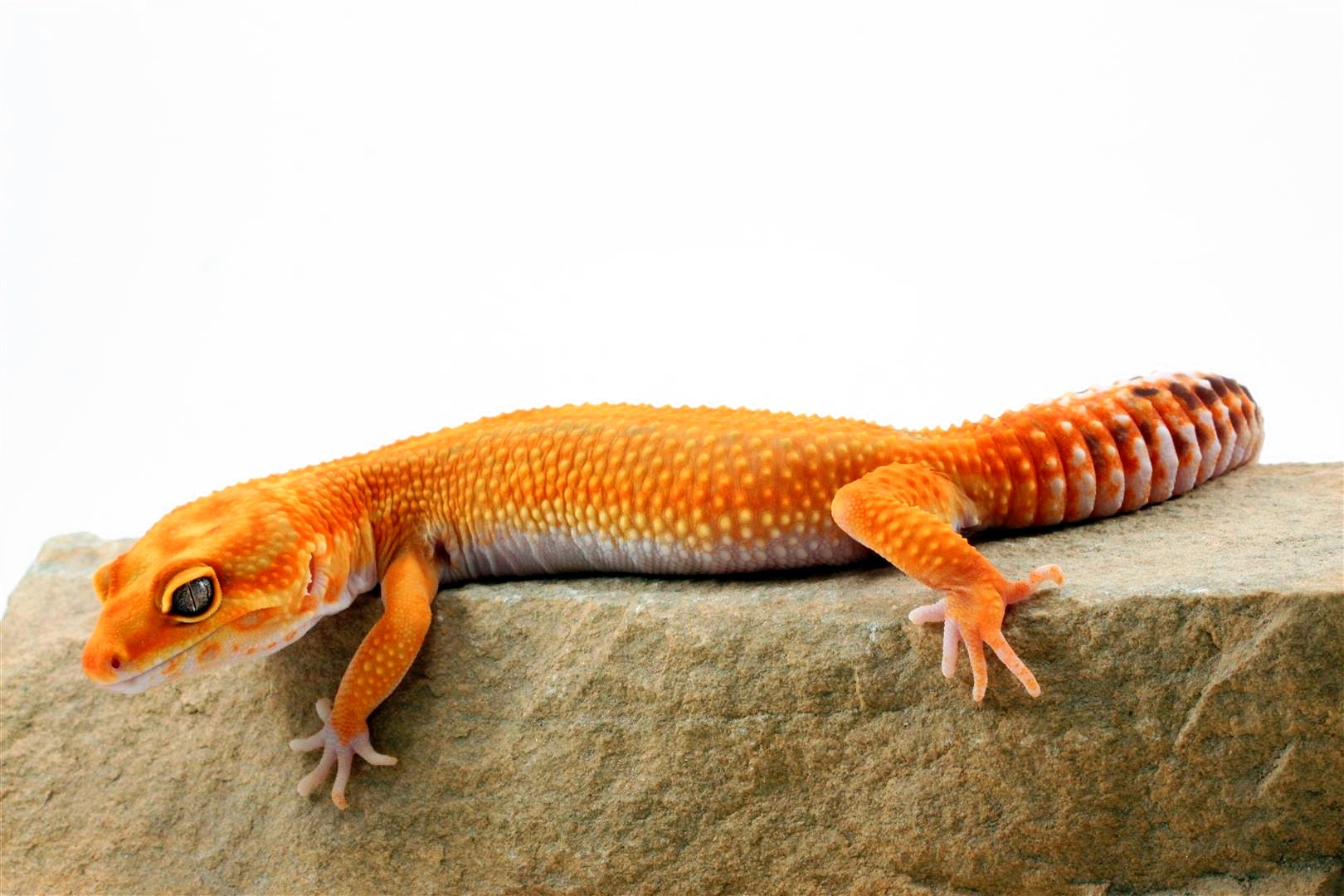 Red Diamond Striped Leopard Gecko All Reptiles