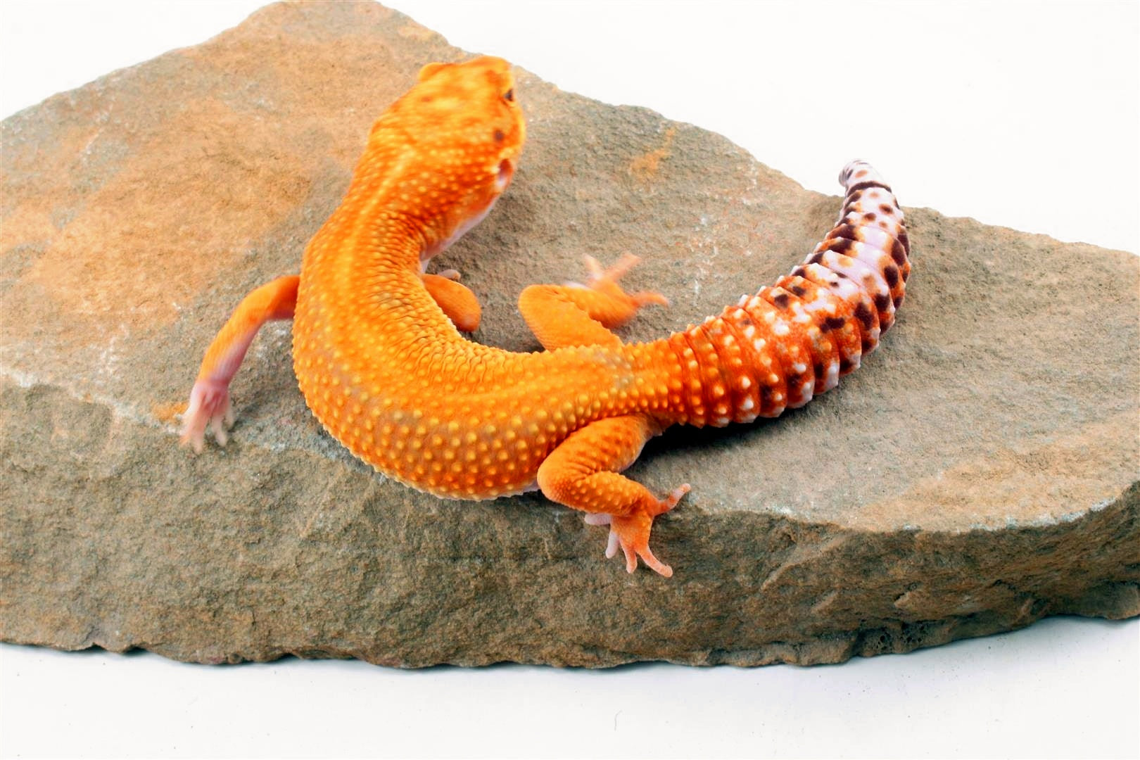 Red Diamond Striped Leopard Gecko All Reptiles