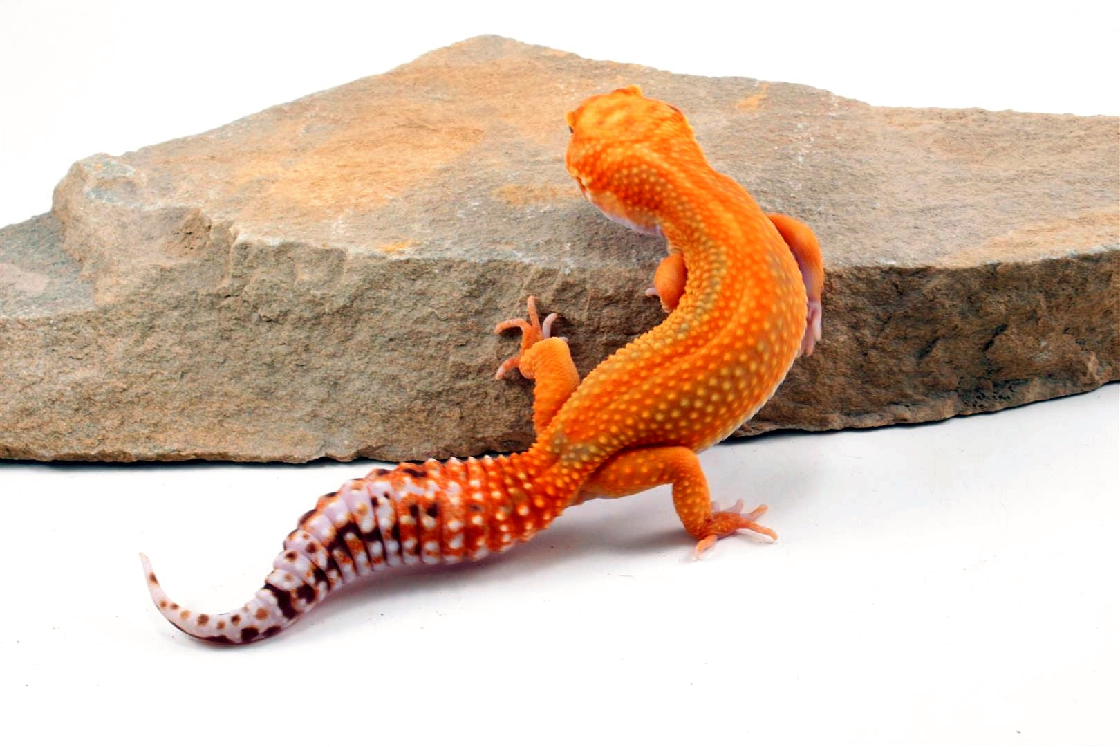 Red Diamond Striped Leopard Gecko All Reptiles