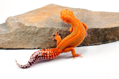 Red Diamond Striped Leopard Gecko All Reptiles