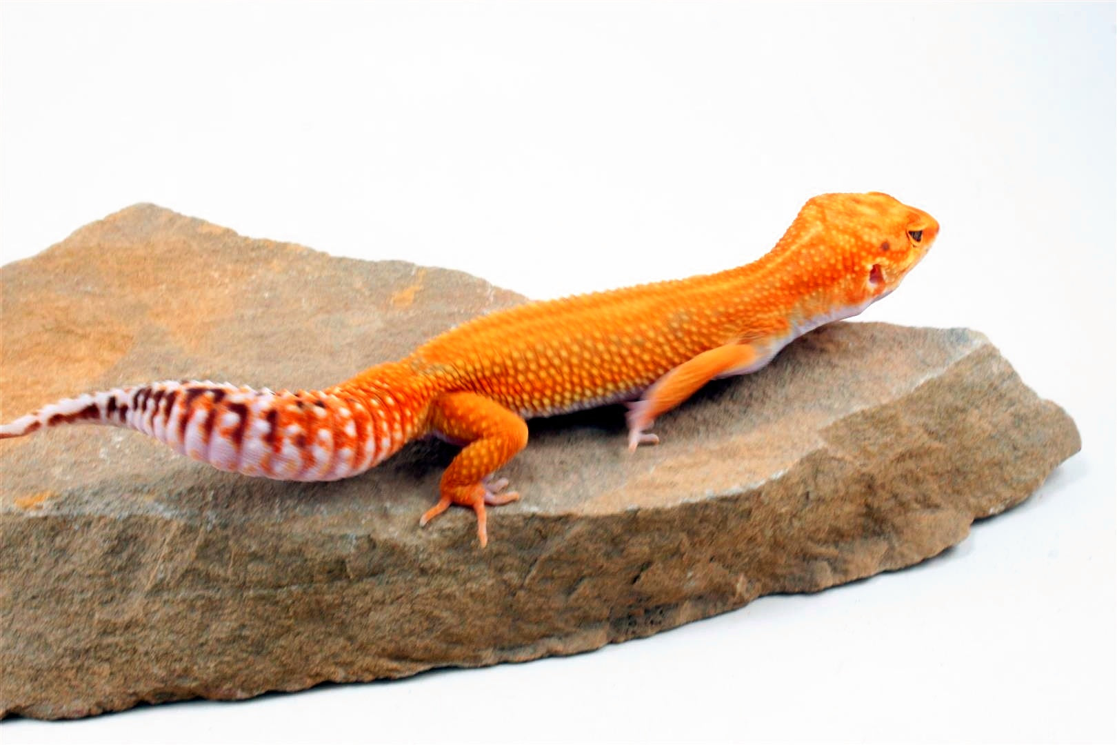 Red Diamond Striped Leopard Gecko All Reptiles