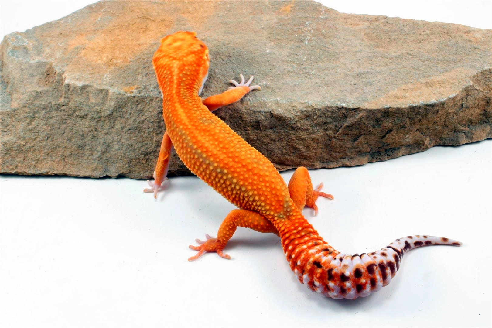 Red Diamond Striped Leopard Gecko All Reptiles