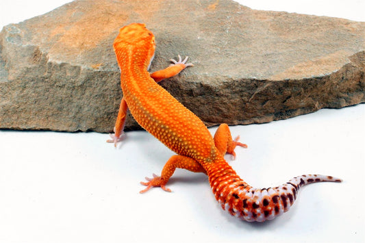 Red Diamond Striped Leopard Gecko All Reptiles