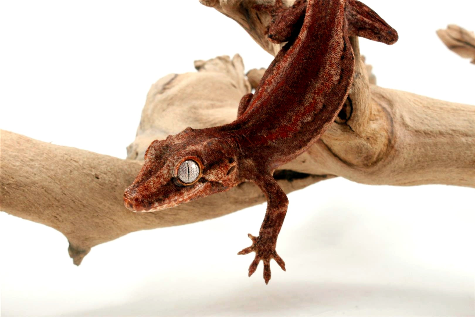 Red Striped Gargoyle Gecko All Reptiles