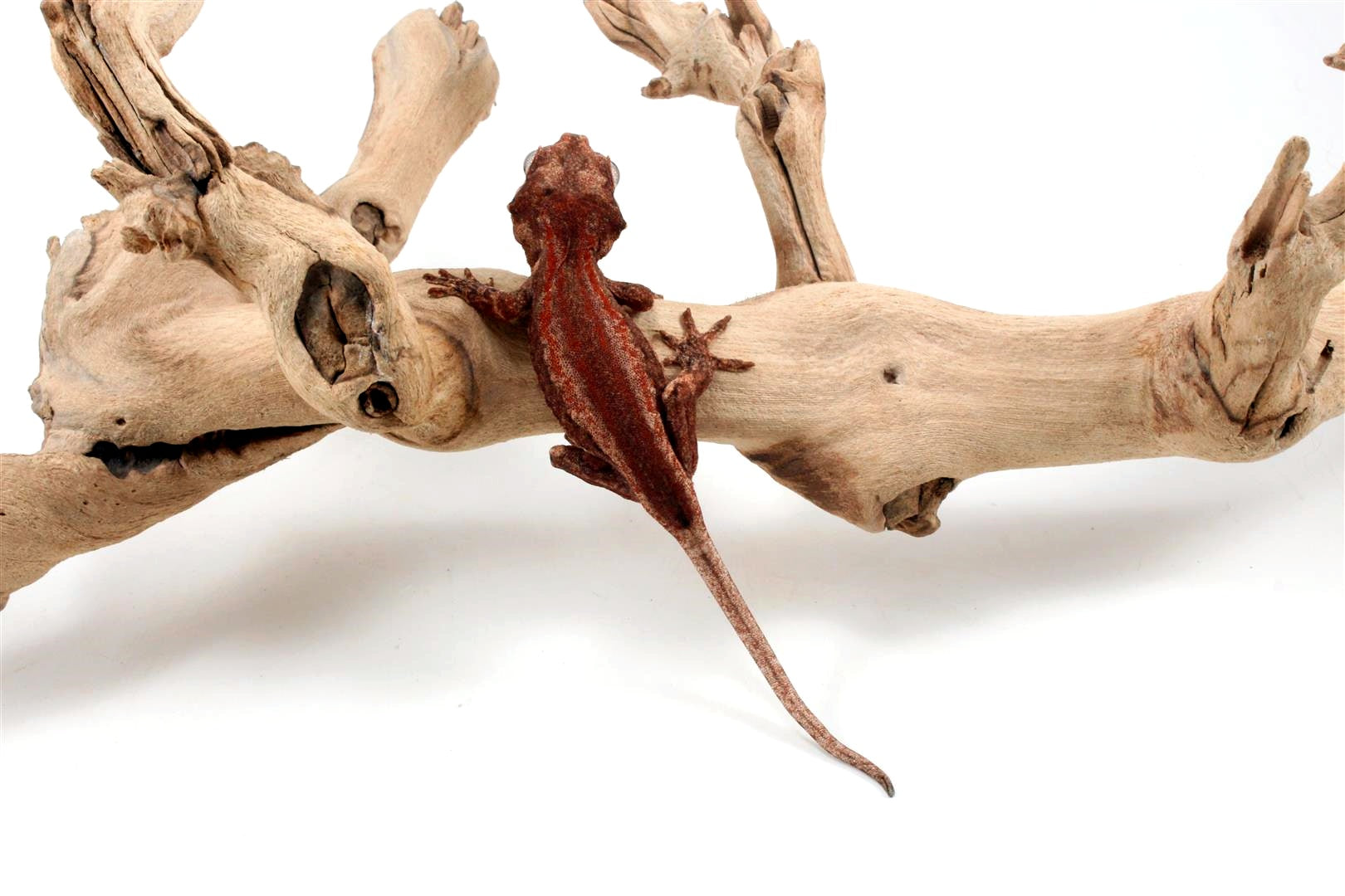 Red Striped Gargoyle Gecko All Reptiles