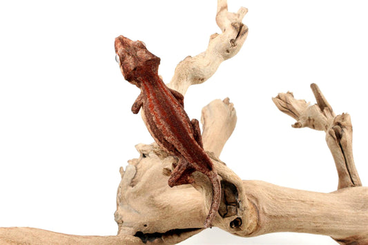 Red Striped Gargoyle Gecko All Reptiles