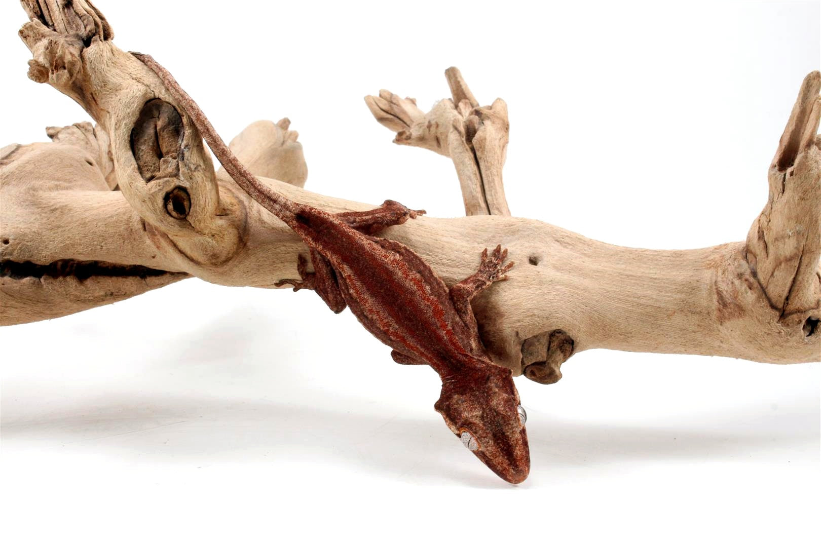 Red Striped Gargoyle Gecko All Reptiles