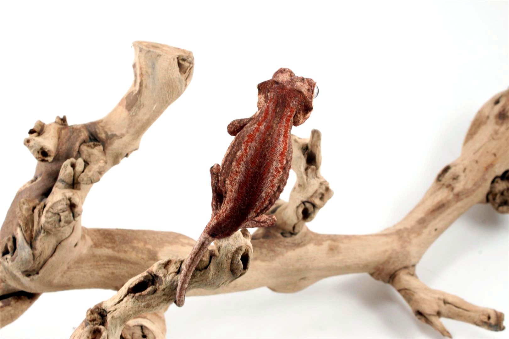 Red Striped Gargoyle Gecko All Reptiles