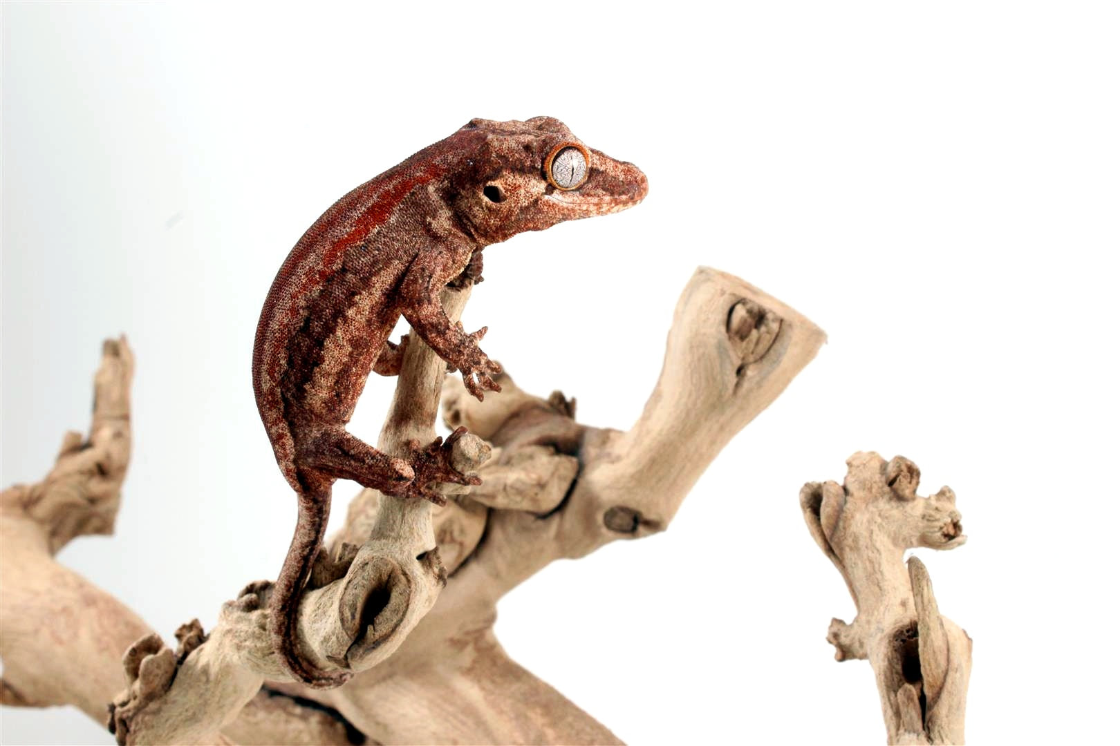 Red Striped Gargoyle Gecko All Reptiles