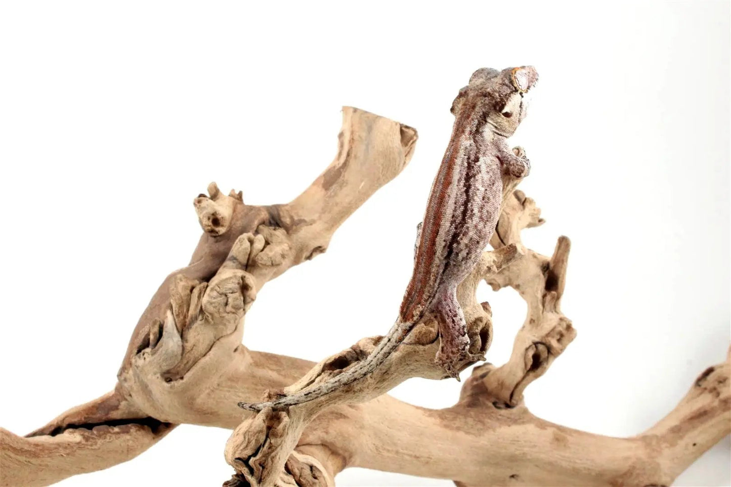 Striped Gargoyle Gecko - All Reptiles