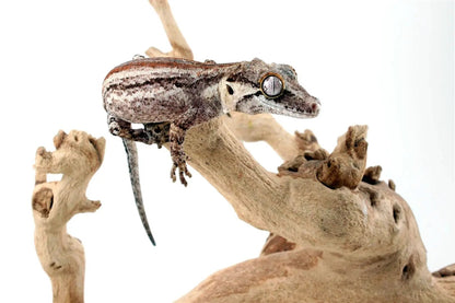Striped Gargoyle Gecko - All Reptiles