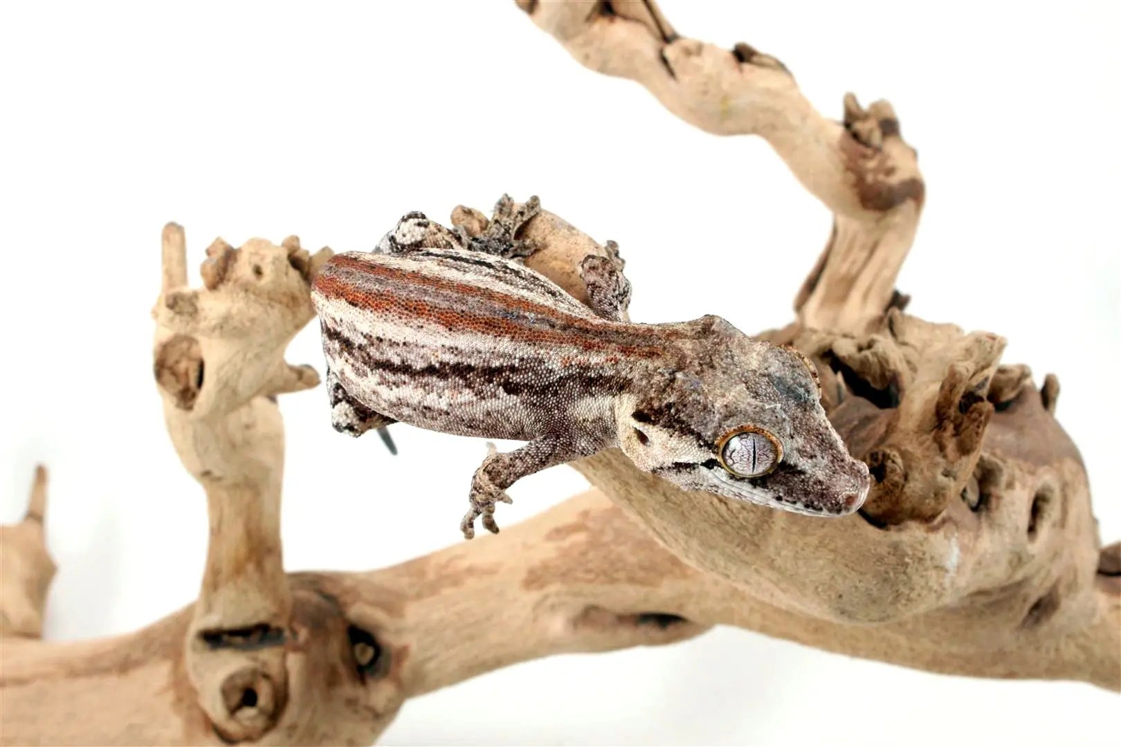Striped Gargoyle Gecko - All Reptiles