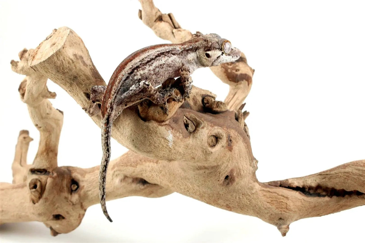 Striped Gargoyle Gecko - All Reptiles