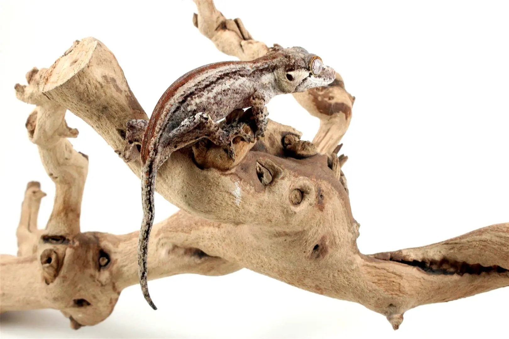 Striped Gargoyle Gecko - All Reptiles