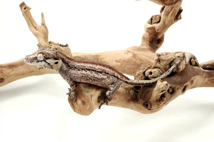 Striped Gargoyle Gecko - All Reptiles