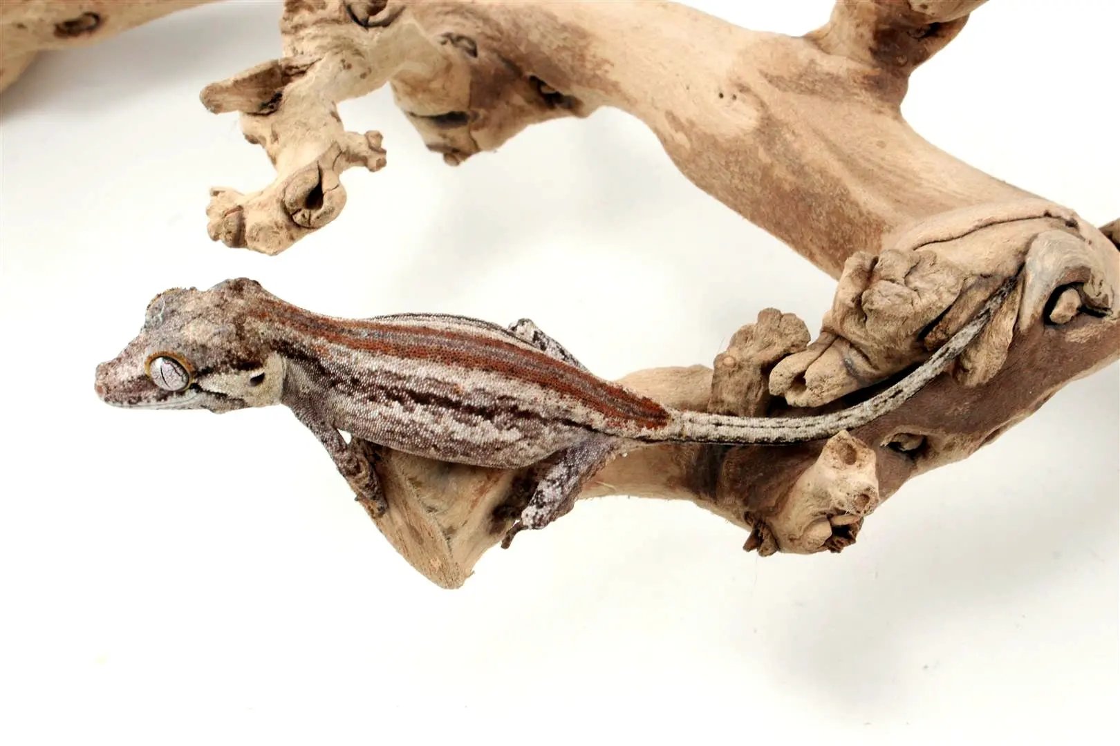 Striped Gargoyle Gecko - All Reptiles