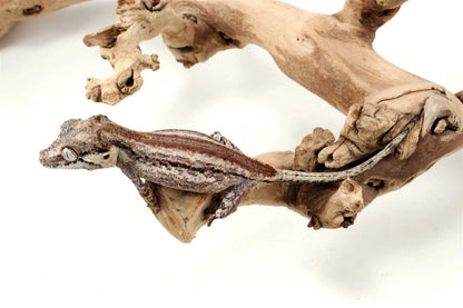 Striped Gargoyle Gecko - All Reptiles