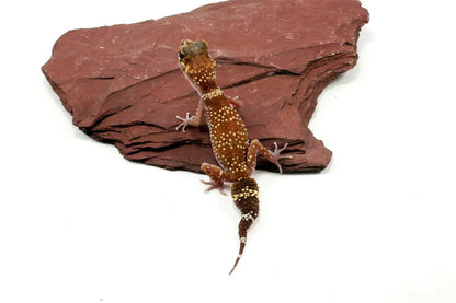 Australian Barking Gecko - All Reptiles