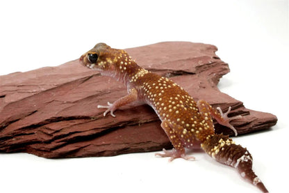 Australian Barking Gecko - All Reptiles