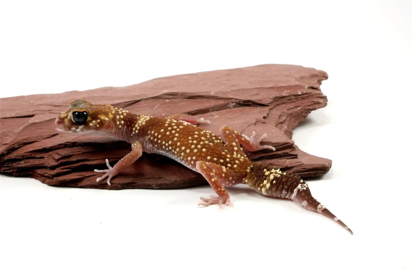 Australian Barking Gecko - All Reptiles