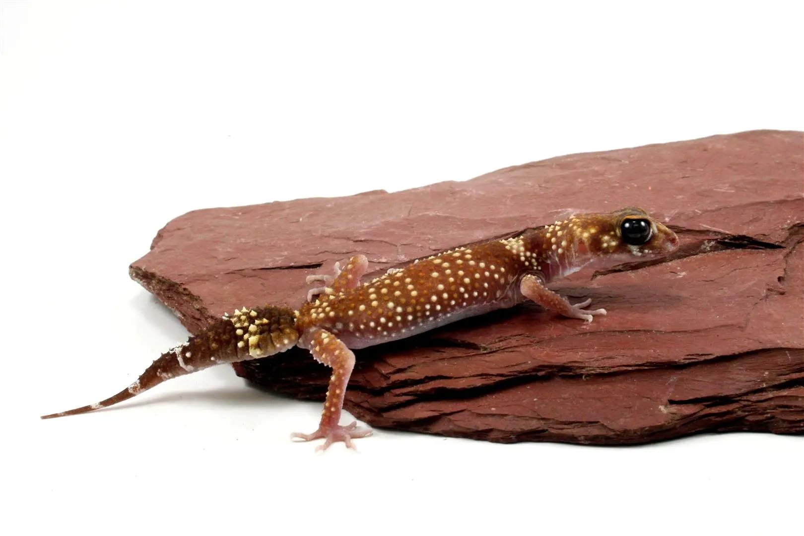 Australian Barking Gecko - All Reptiles
