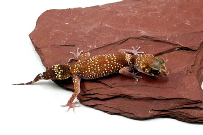 Australian Barking Gecko - All Reptiles