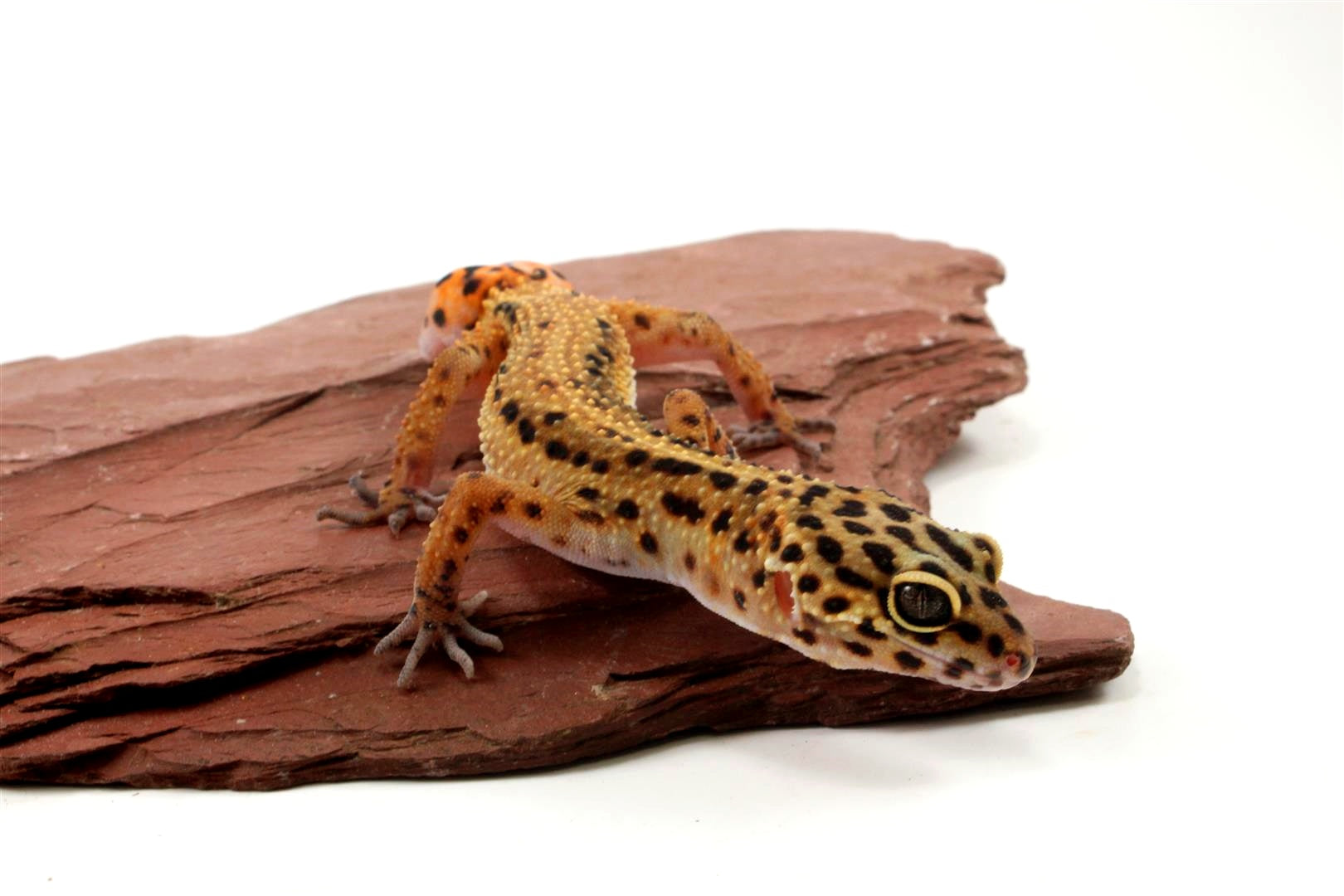 Special Classic Leopard Gecko - Adoption All Reptiles