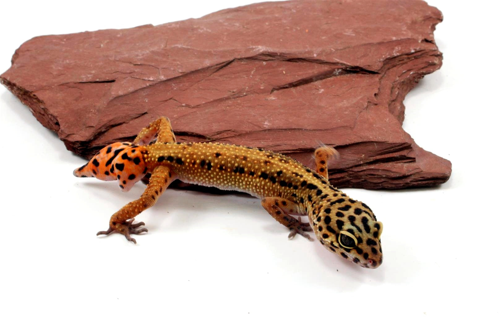 Special Classic Leopard Gecko - Adoption All Reptiles