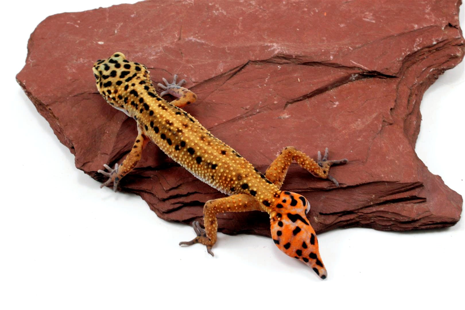 Special Classic Leopard Gecko - Adoption All Reptiles
