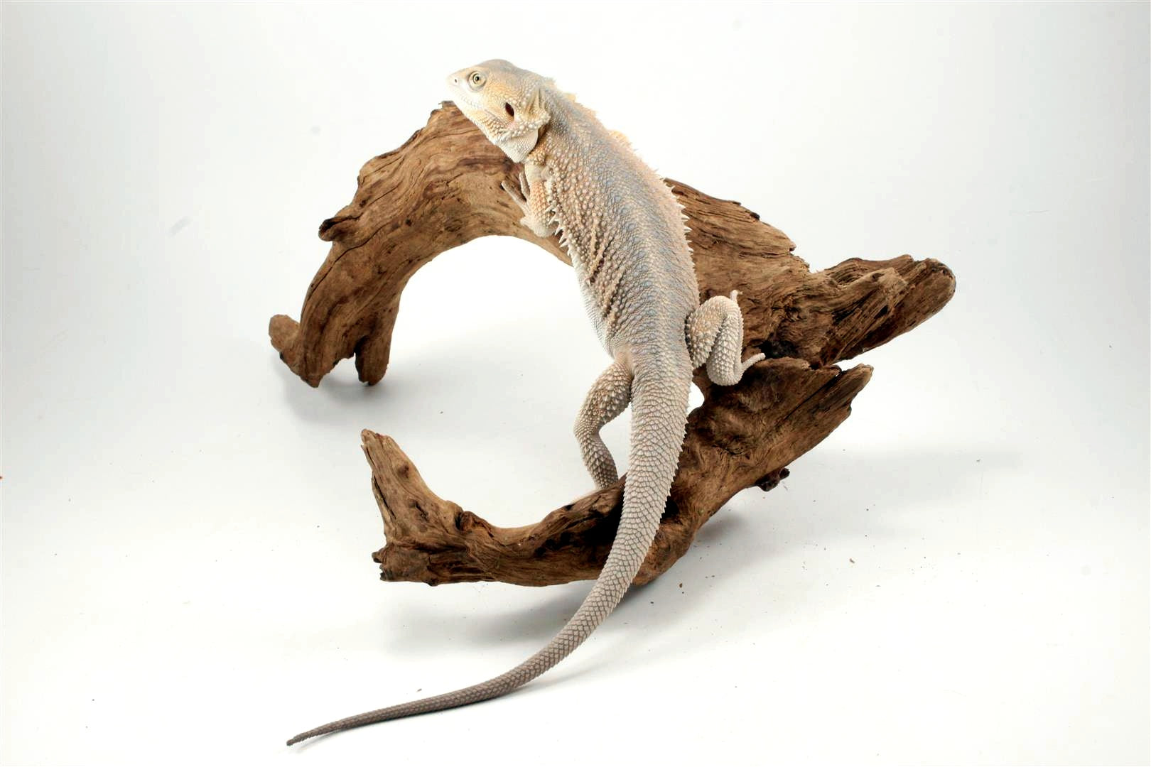 Hypo Witblit Bearded Dragon All Reptiles