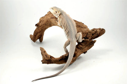 Hypo Witblit Bearded Dragon All Reptiles