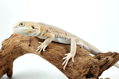 Hypo Witblit Bearded Dragon All Reptiles
