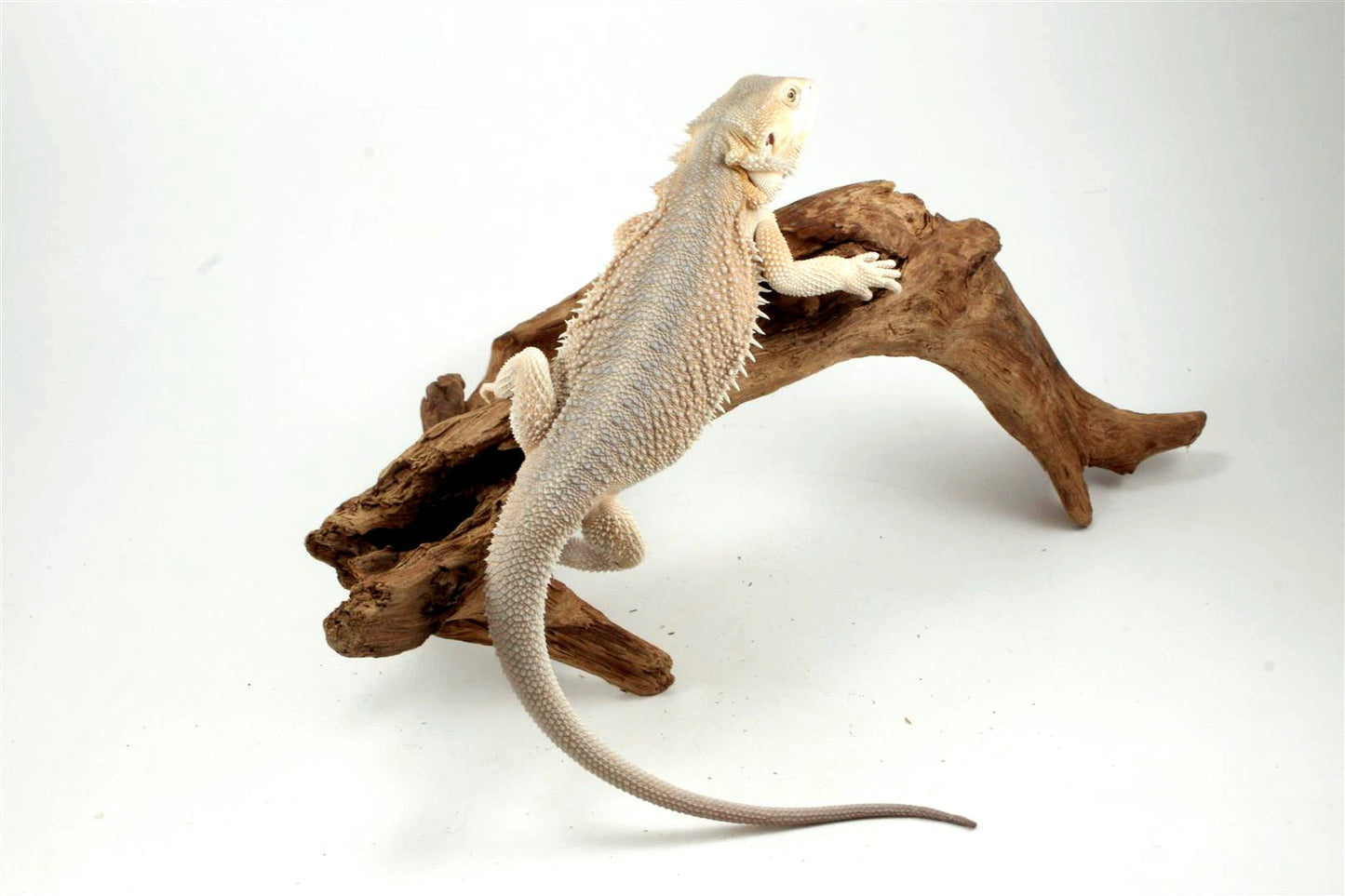 Hypo Witblit Bearded Dragon All Reptiles