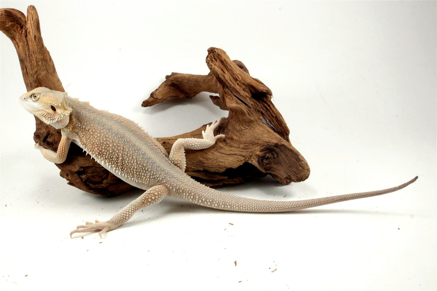 Hypo Witblit Bearded Dragon All Reptiles