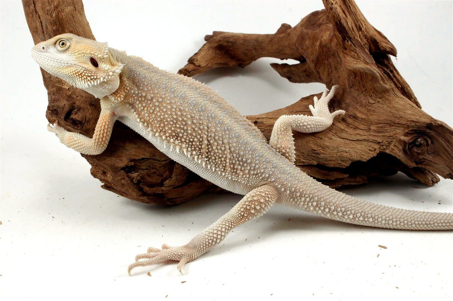 Hypo Witblit Bearded Dragon All Reptiles