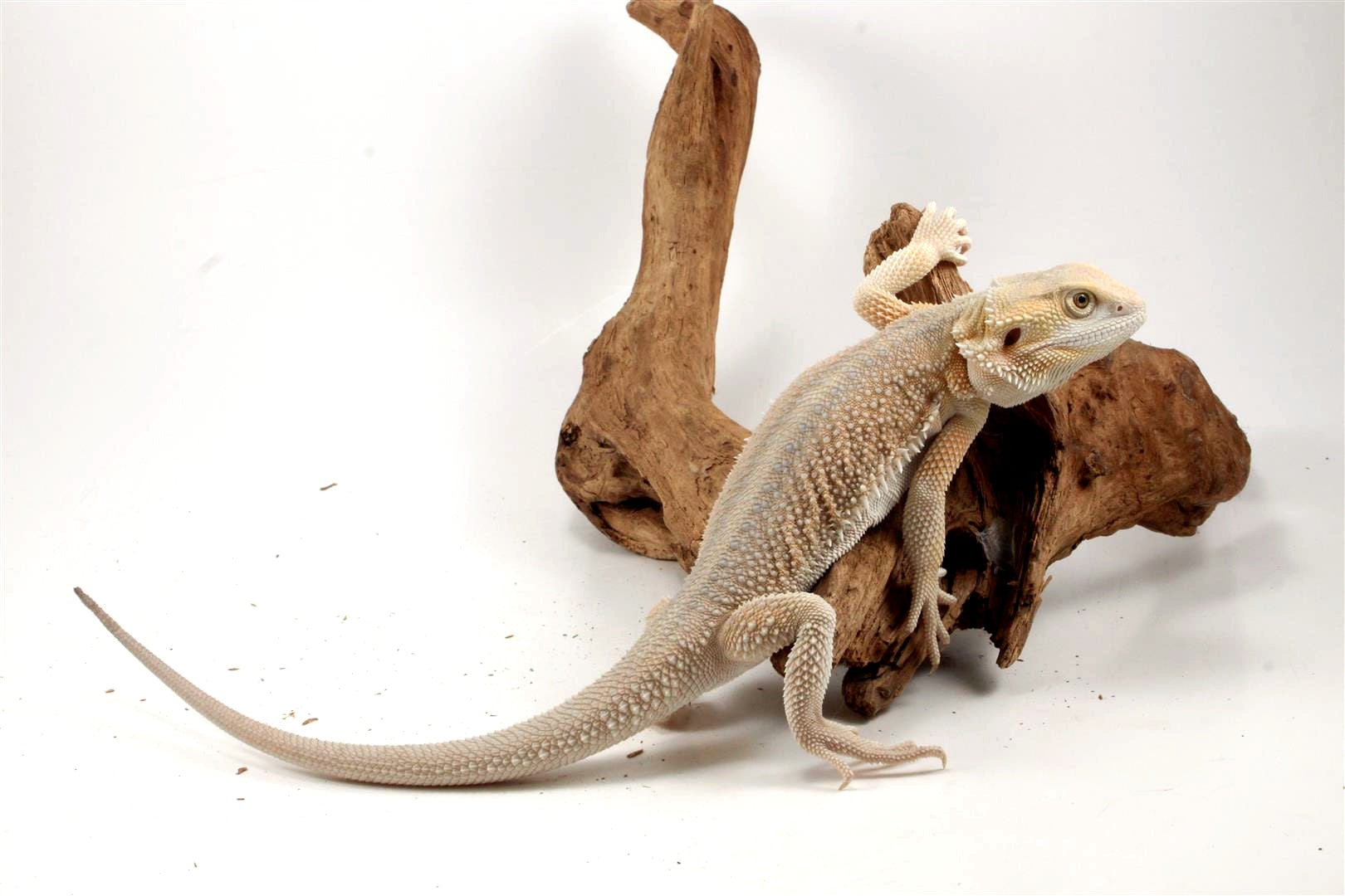 Hypo Witblit Bearded Dragon All Reptiles
