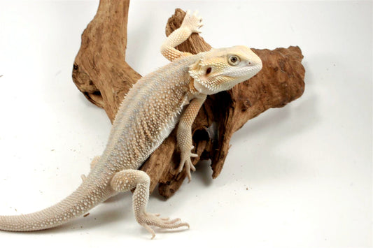 Hypo Witblit Bearded Dragon All Reptiles