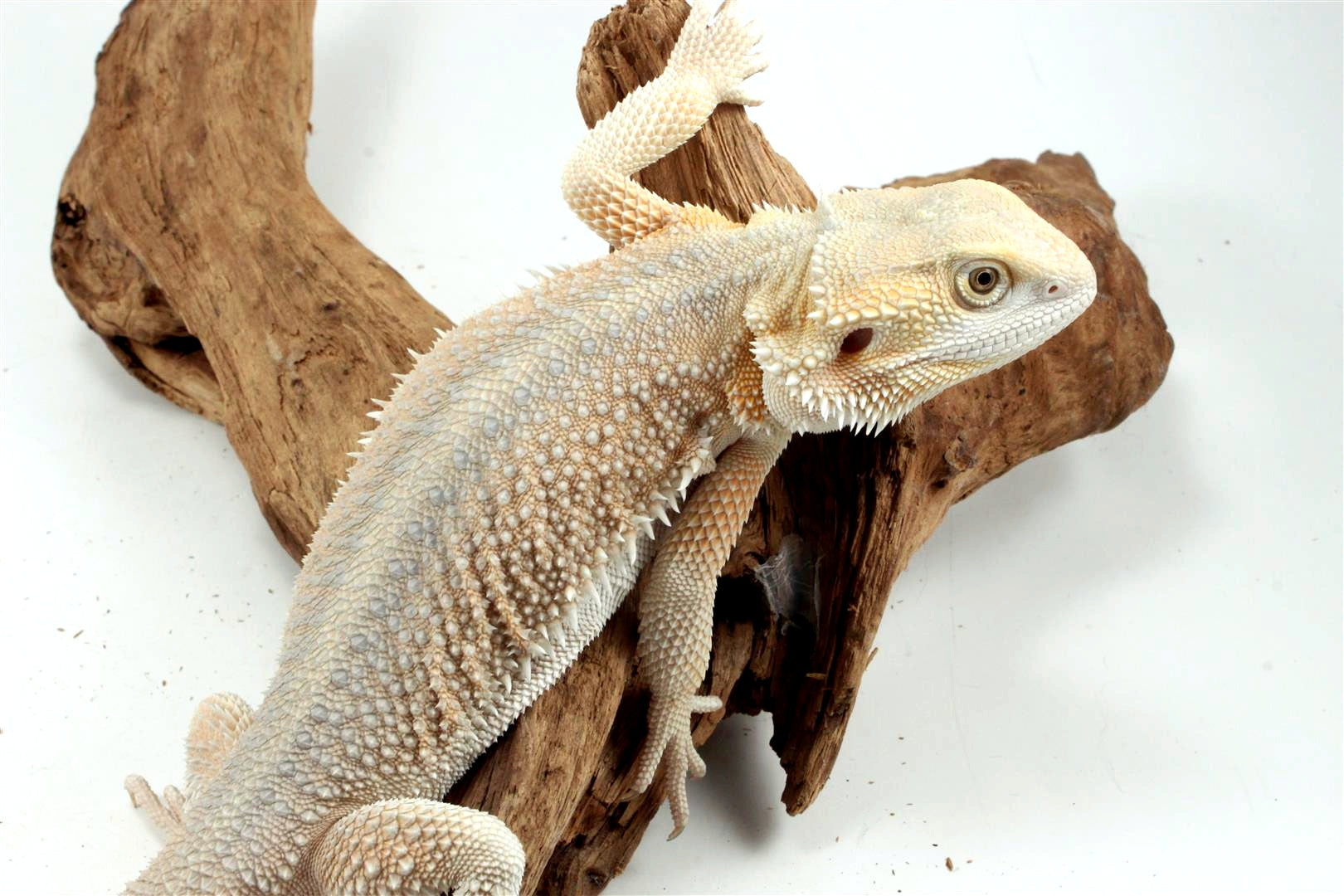Hypo Witblit Bearded Dragon All Reptiles