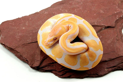 Lavender Albino het Pied Ball Python All Reptiles