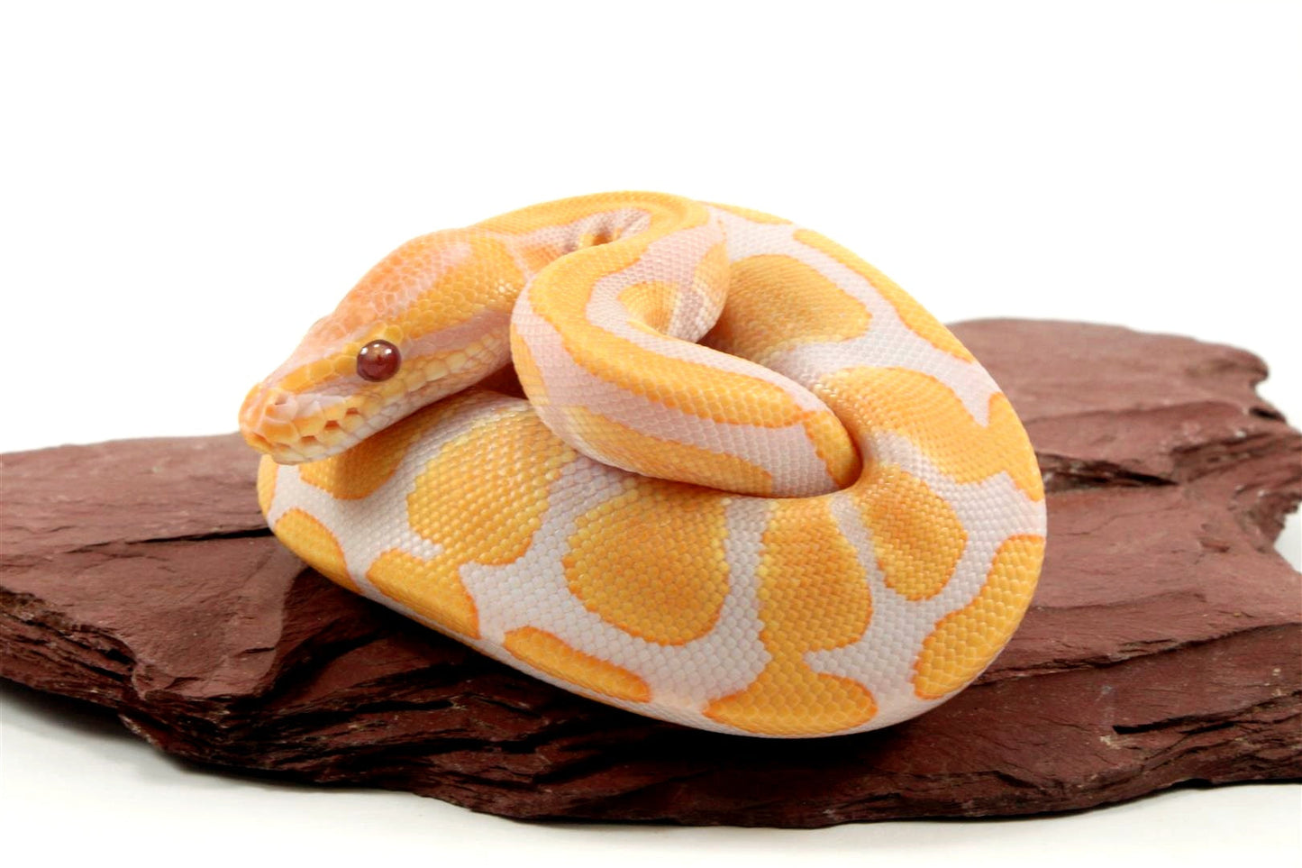 Lavender Albino het Pied Ball Python All Reptiles