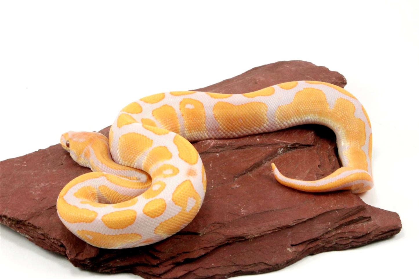 Lavender Albino het Pied Ball Python All Reptiles