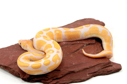 Lavender Albino het Pied Ball Python All Reptiles